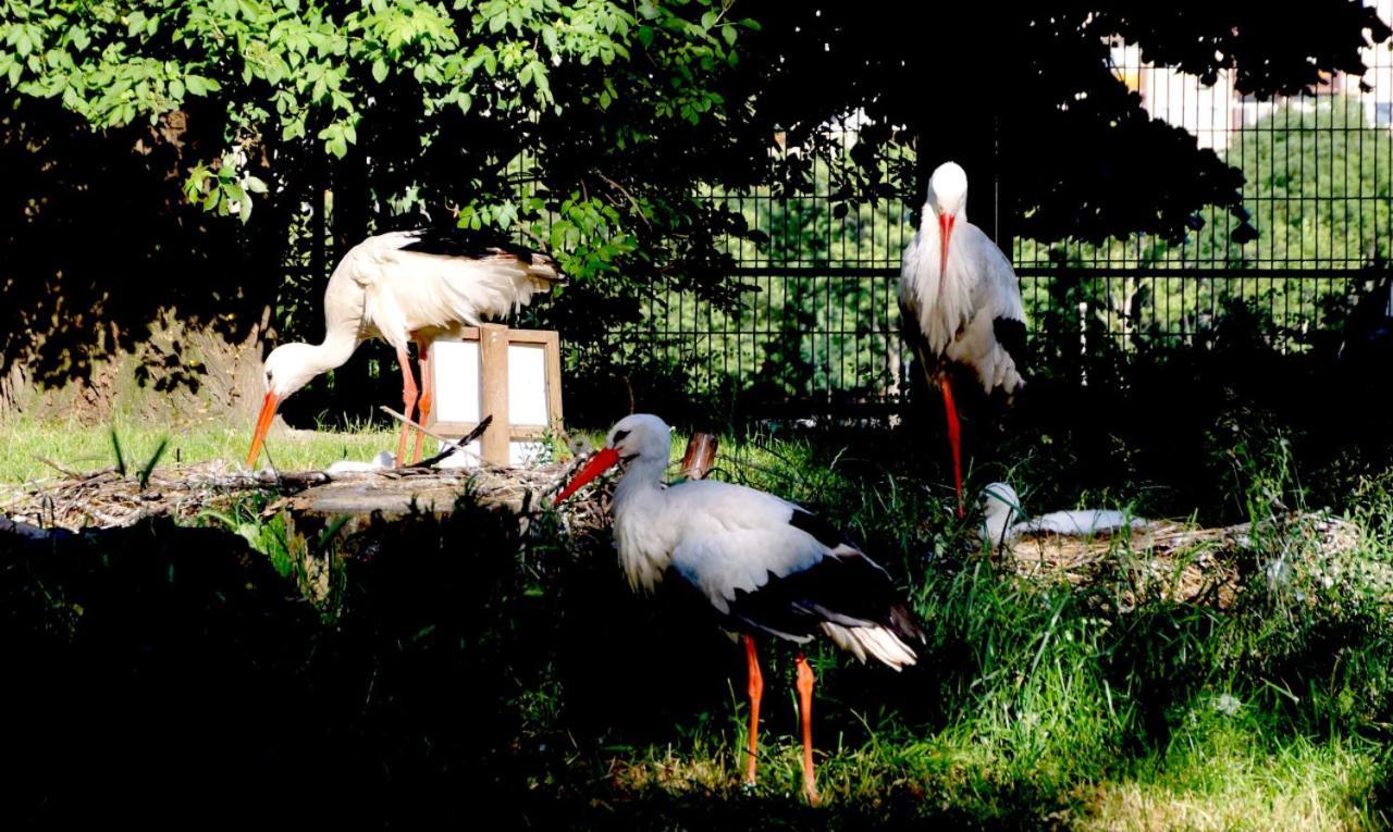 아일랜드 호스텔 부다페스트 외부 사진 White storks